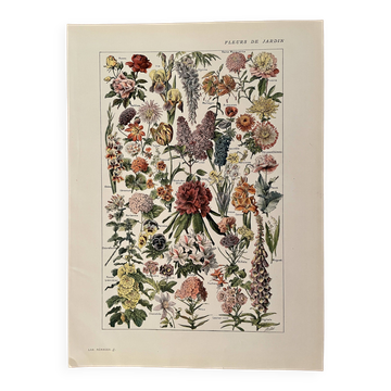 Lithograph on garden flowers - 1920
