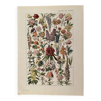 Lithographie sur les fleurs de jardin - 1920