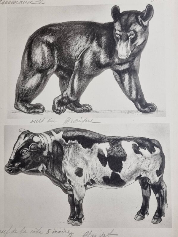 Planche illustrée, Études d’un Ours et d’un Bœuf Signée André Margat, 1930