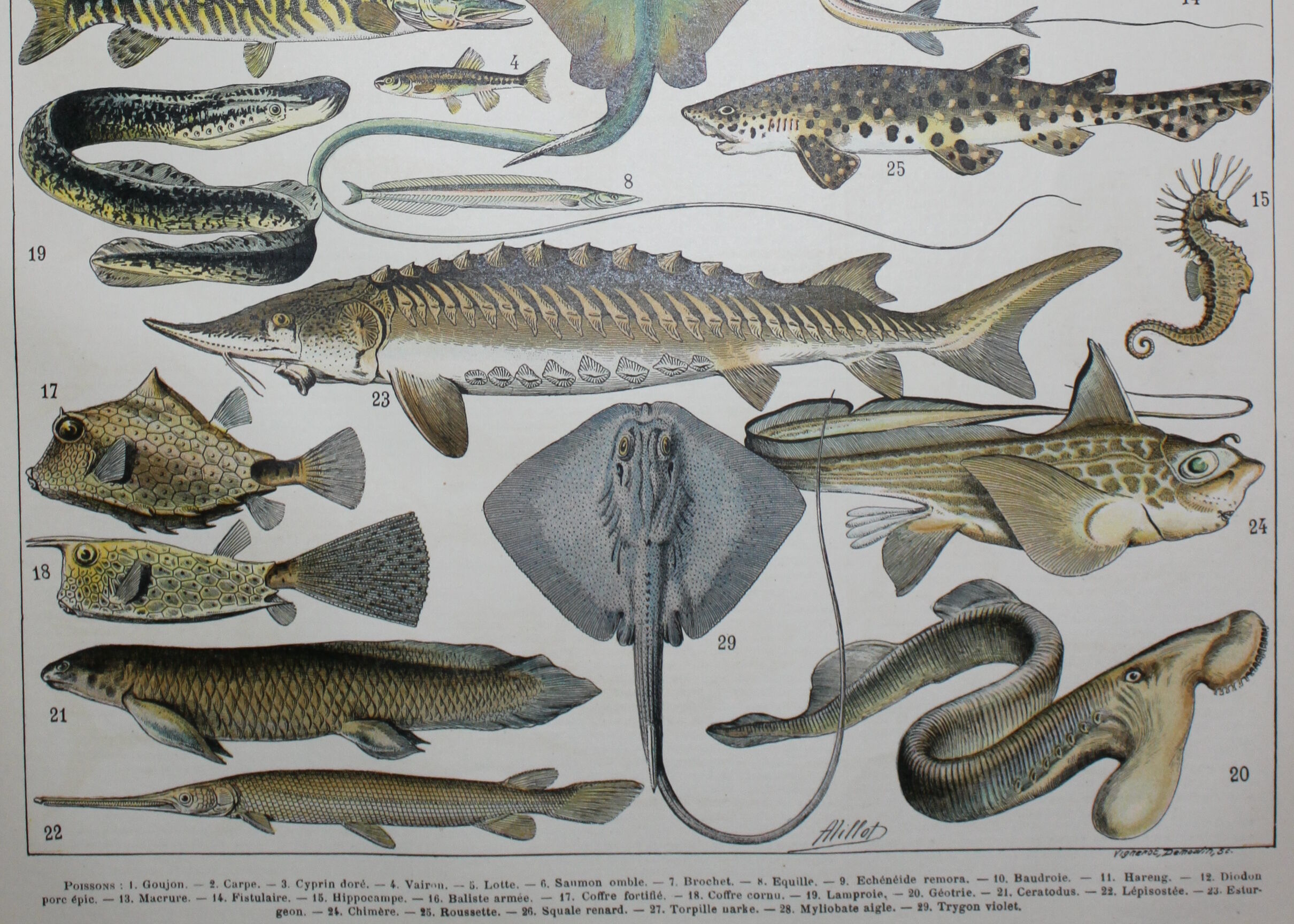 Lithograph • Fish 2, marine animals • Original lithograph from 1898
