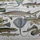 Lithograph • Fish 2, marine animals • Original lithograph from 1898