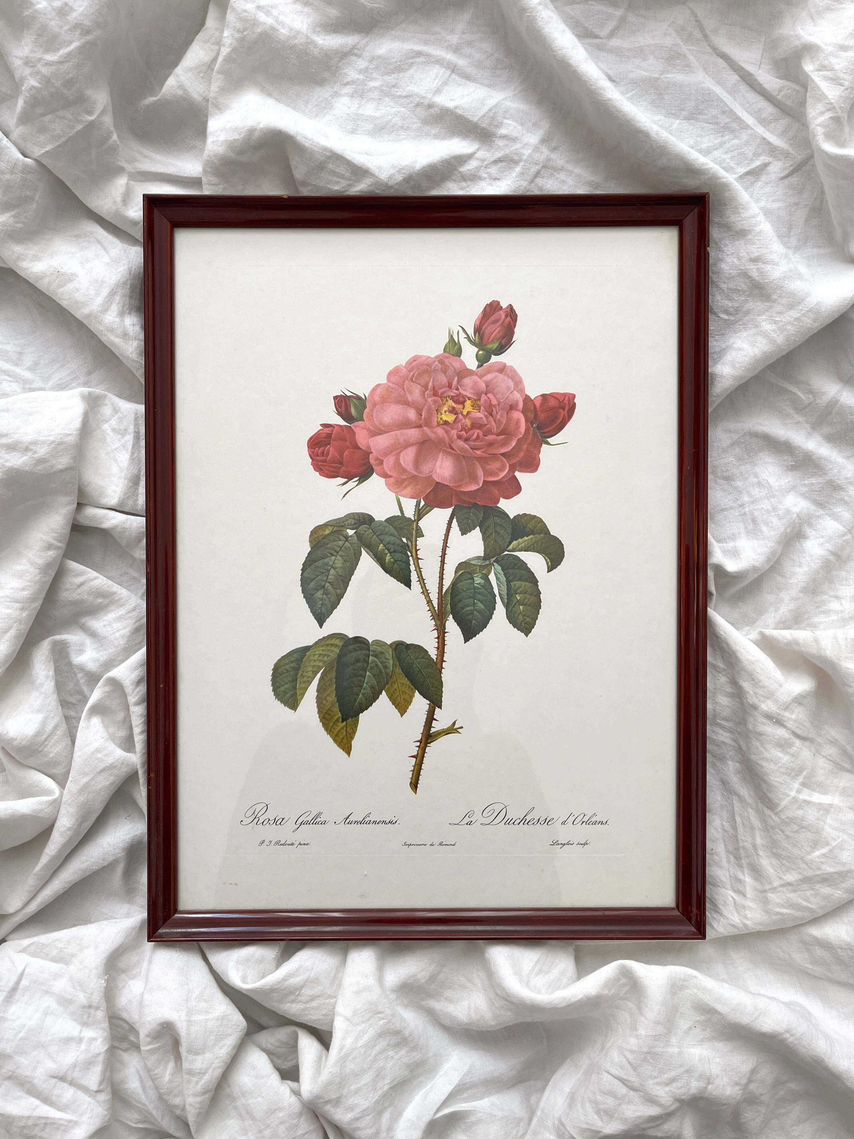 Framed lithograph roses Pierre Joseph Redouté, vintage botanical poster