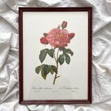Framed lithograph roses Pierre Joseph Redouté, vintage botanical poster