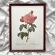 Framed lithograph roses Pierre Joseph Redouté, vintage botanical poster
