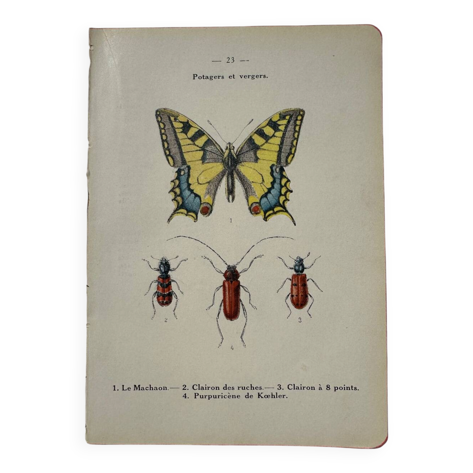 Botanical engraving butterfly double-sided naturalist plate