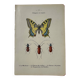 Botanical engraving butterfly double-sided naturalist plate