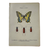 Gravure botanique papillon planche naturaliste double face