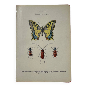Botanical engraving butterfly double-sided naturalist plate