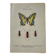 Botanical engraving butterfly double-sided naturalist plate