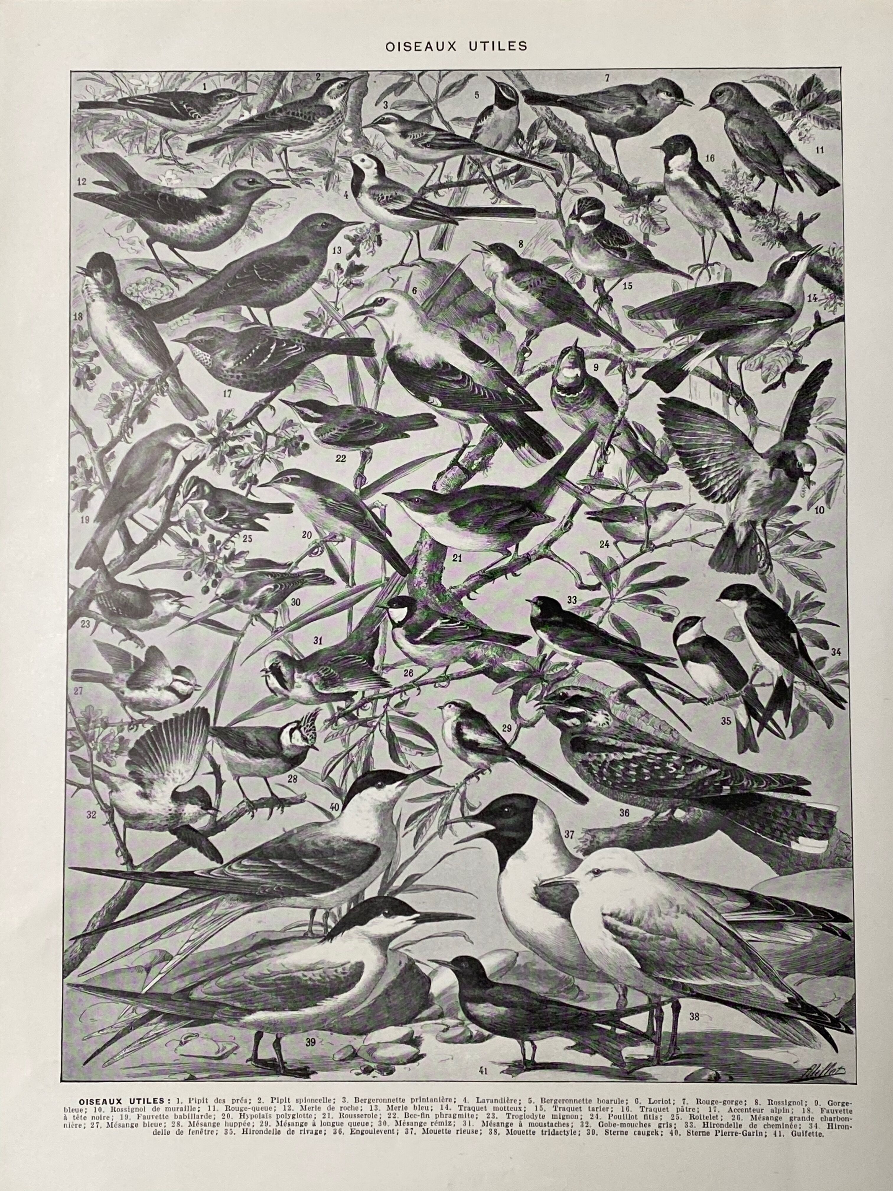 Old illustration Millot "Birds of Paradise"