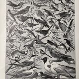 Illustration ancienne Millot "Oiseaux de Paradis"