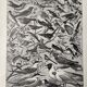 Old illustration Millot "Birds of Paradise"