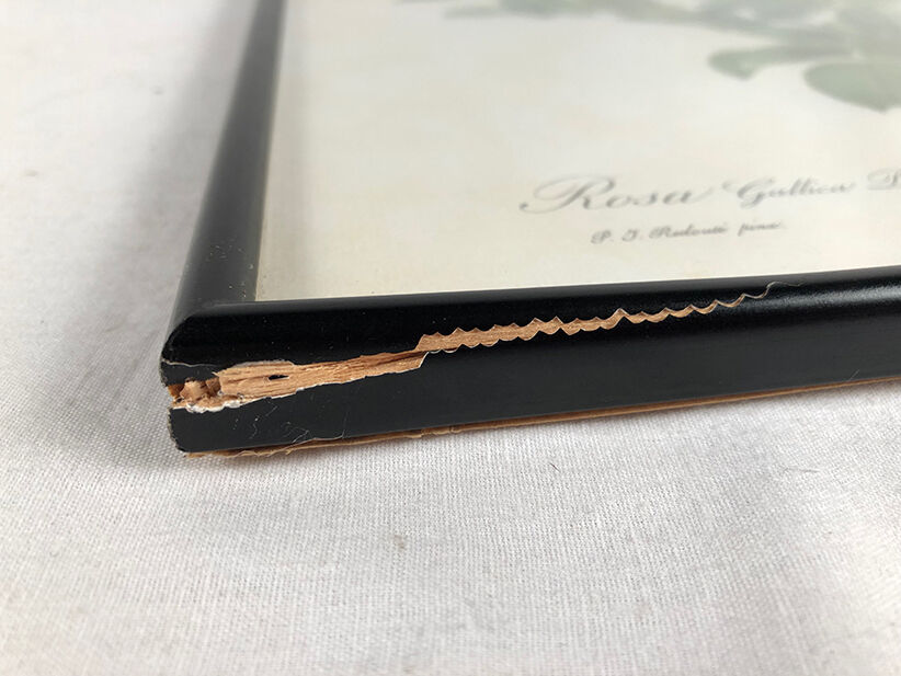 Set of six framed reproductions of roses, illustrations by P.J Dreaded