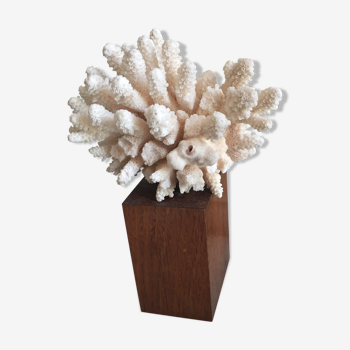 Corail blanc sur socle bois