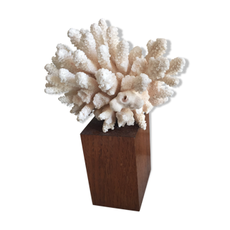 White coral on wooden base