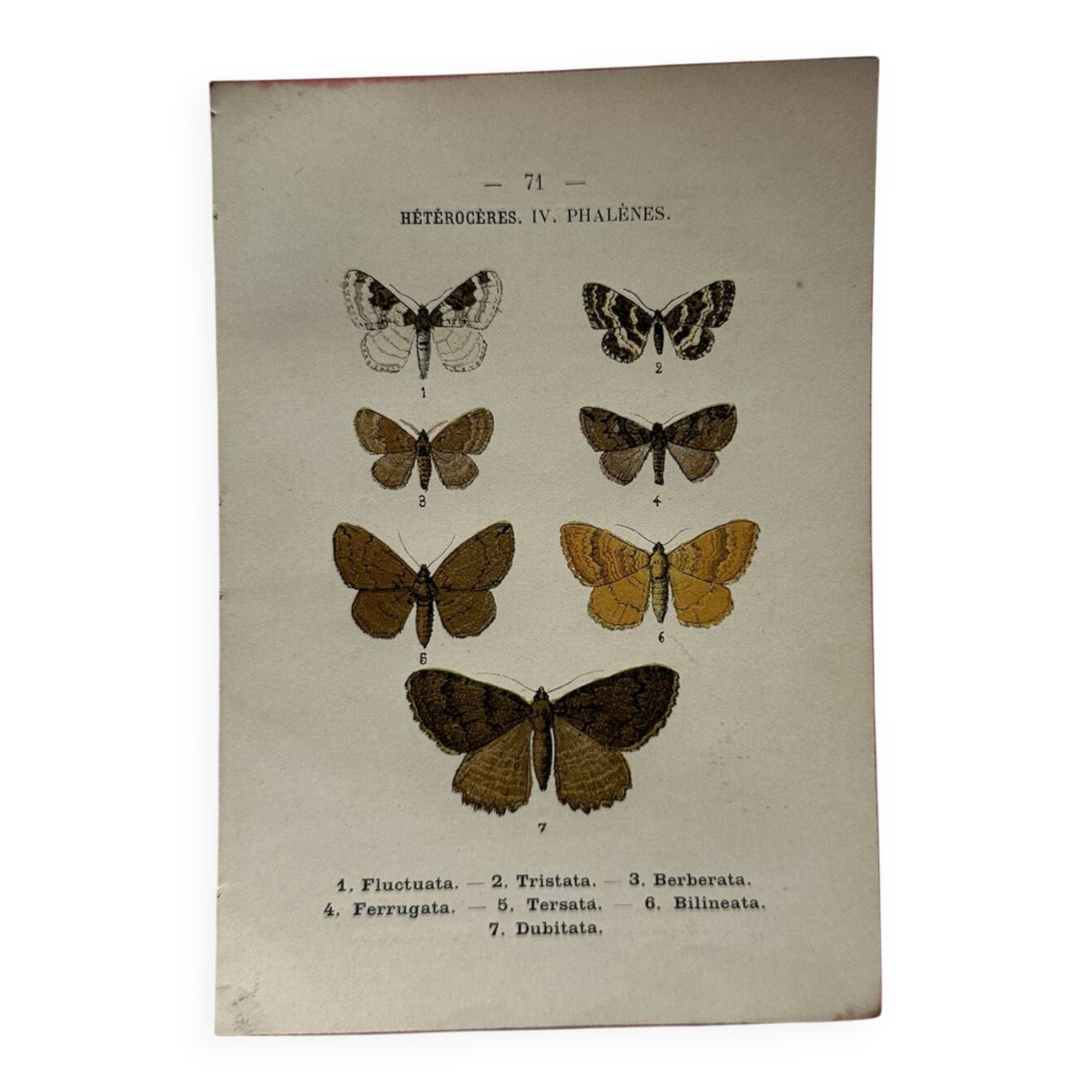 Botanical Plate 1800 Old Naturalist Engraving 19th Century Double-Sided