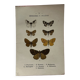 Botanical Plate 1800 Old Naturalist Engraving 19th Century Double-Sided