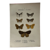 Botanical Plate 1800 Old Naturalist Engraving 19th Century Double-Sided