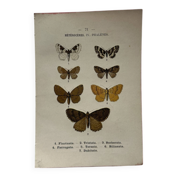 Botanical Plate 1800 Old Naturalist Engraving 19th Century Double-Sided