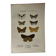 Botanical Plate 1800 Old Naturalist Engraving 19th Century Double-Sided