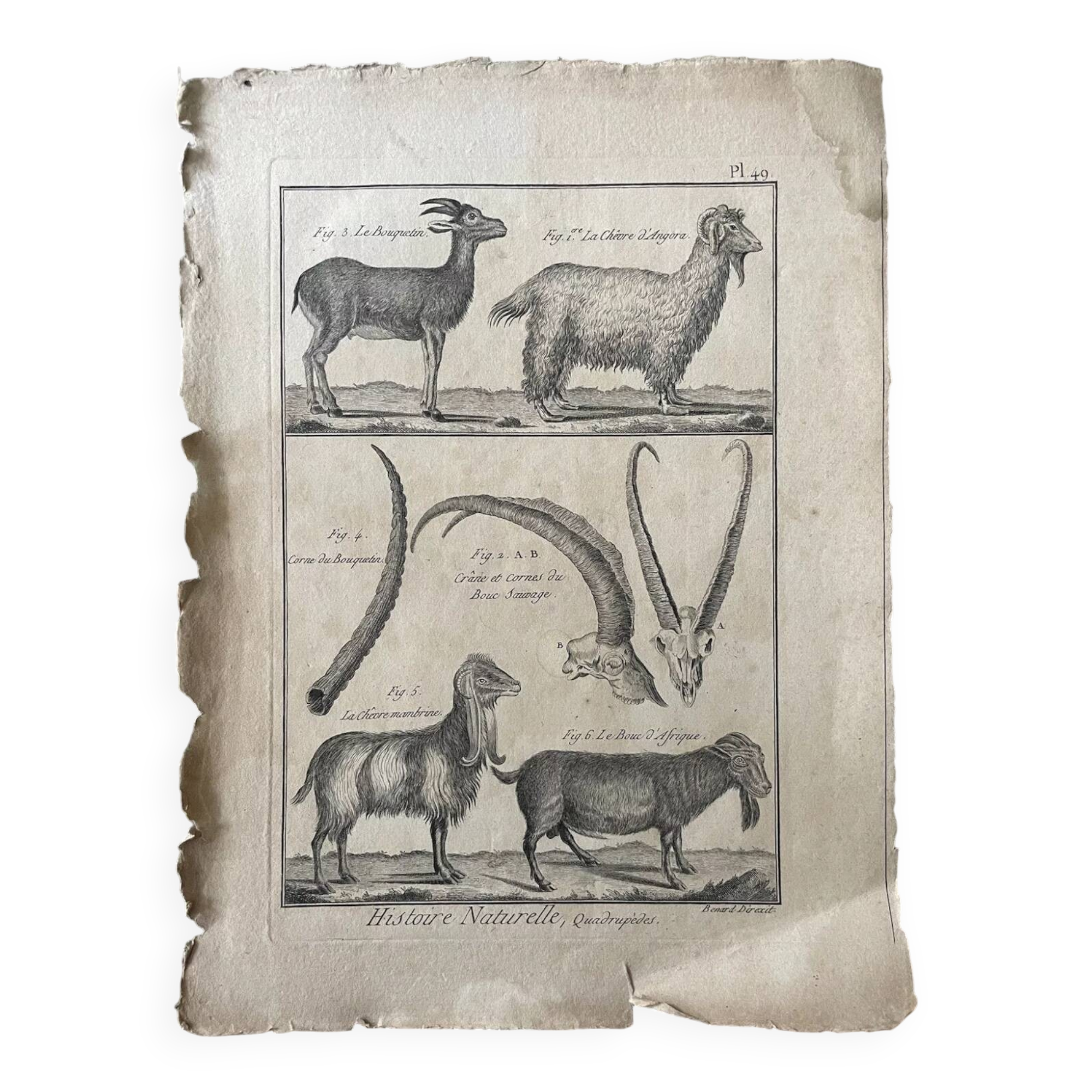 Engraving Old book 18th century Buffon, Bonnaterre, Natural history