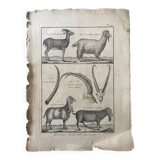 Engraving Old book 18th century Buffon, Bonnaterre, Natural history