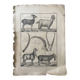 Gravure Livre ancien XVIIIe Buffon, Bonnaterre, Histoire naturelle