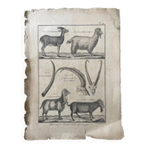 Gravure Livre ancien XVIIIe Buffon, Bonnaterre, Histoire naturelle