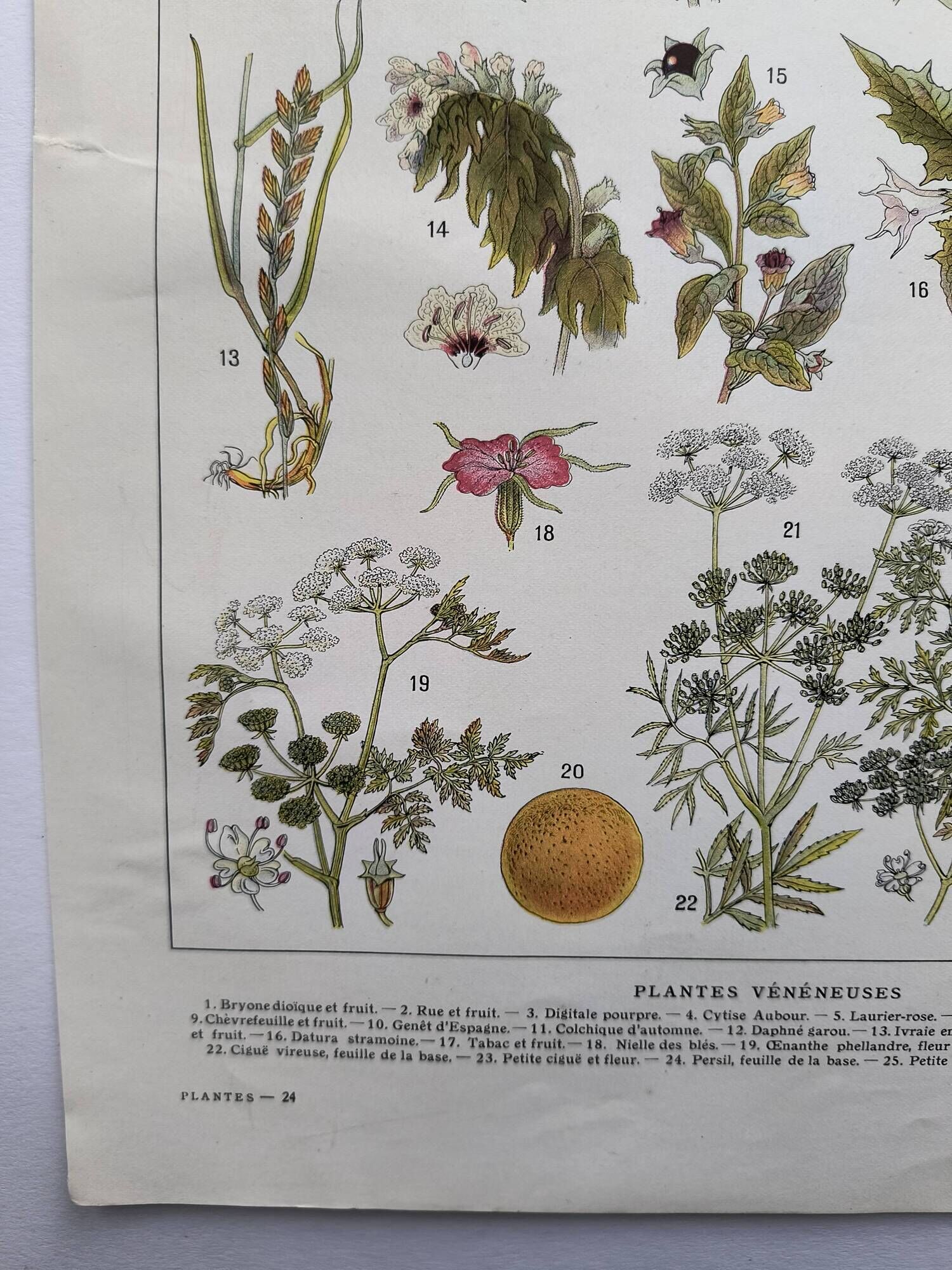 Botanical engraving 1922 - Poisonous plants - vintage floral print