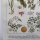 Botanical engraving 1922 - Poisonous plants - vintage floral print