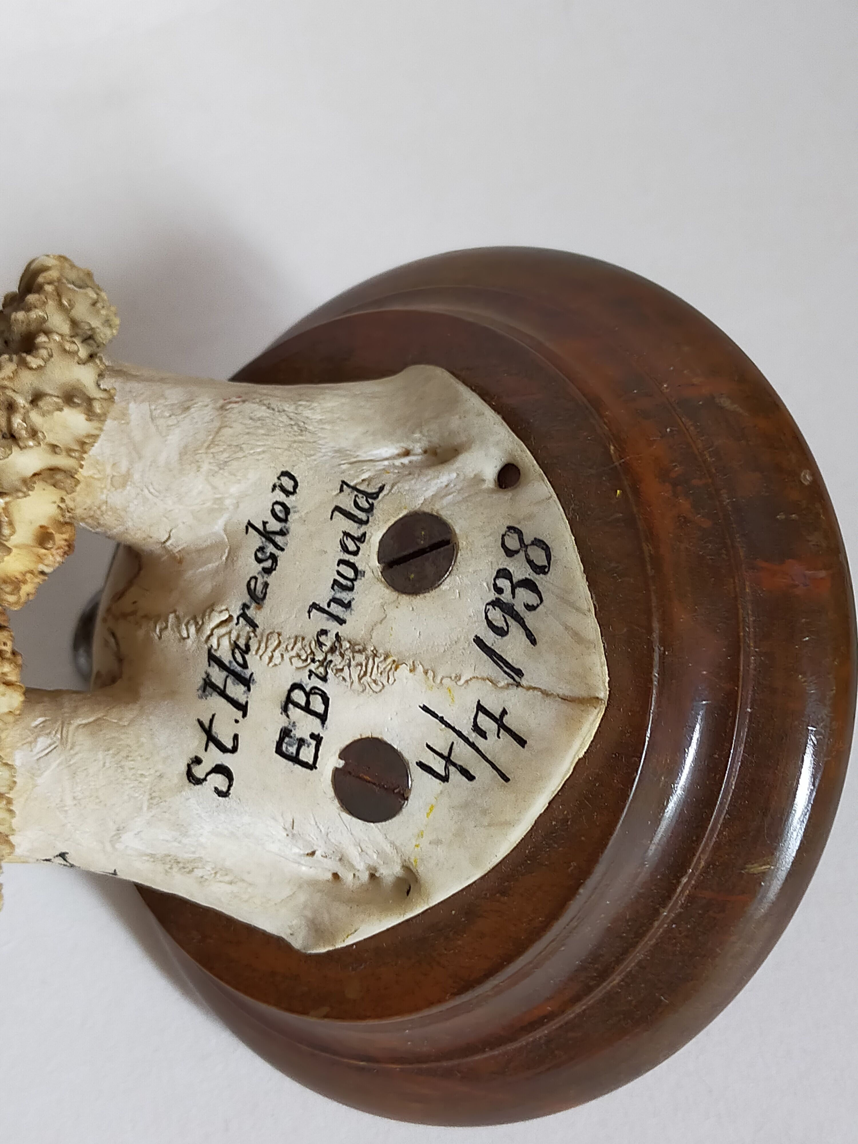 Scandinavian hunting trophy old 30 years
