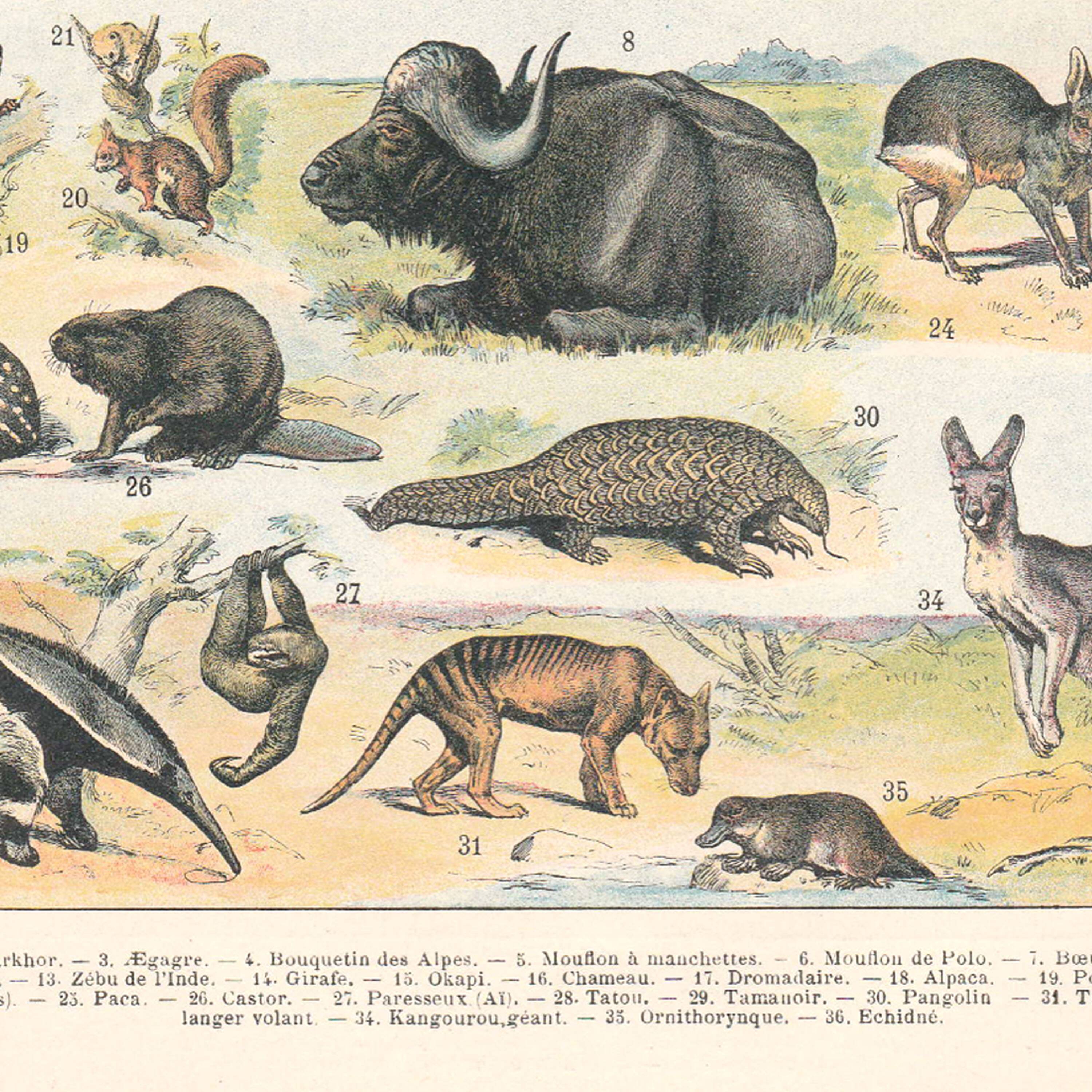 Old plate on mammals 1897