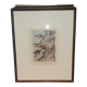 Ornithological engraving