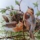 Haviland porcelain plate bird collection