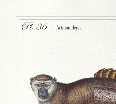 Set of 2 framed chimera lithograph animal engraving