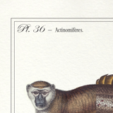Set of 2 framed chimera lithograph animal engraving