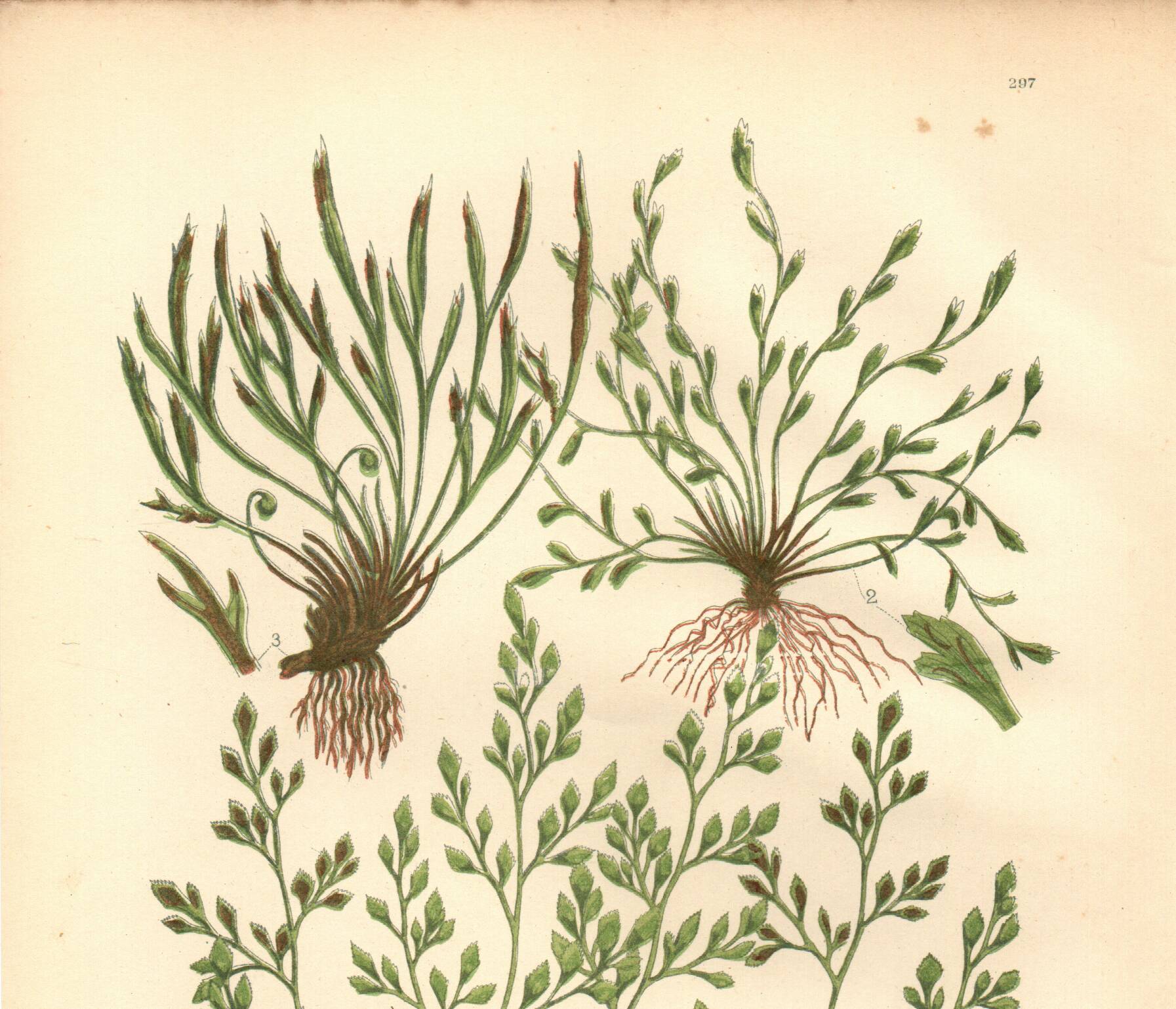 Engraving from 1889 - Hair by A. Pratt - old botanical chromolithograph