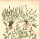 Engraving from 1889 - Hair by A. Pratt - old botanical chromolithograph