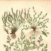 Engraving from 1889 - Hair by A. Pratt - old botanical chromolithograph
