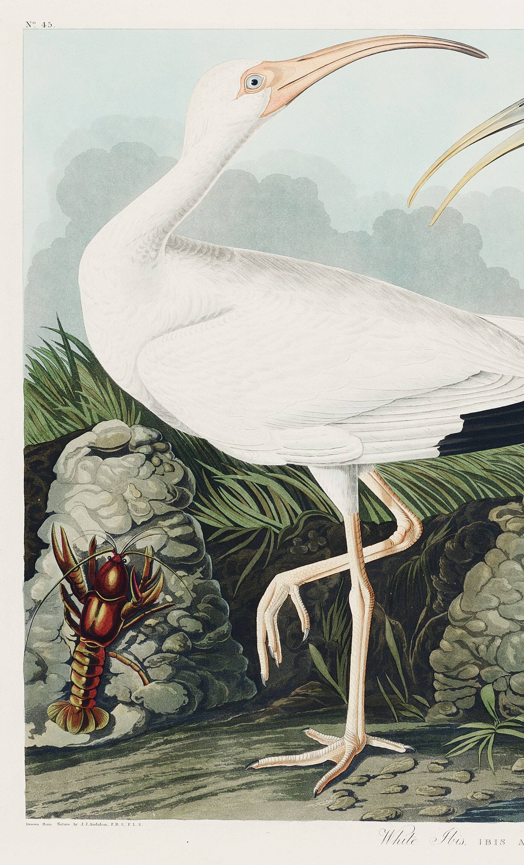 Poster for the white Ibis, based on an old engraving from 1827.