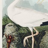 Poster for the white Ibis, based on an old engraving from 1827.