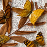 Butterfly frame