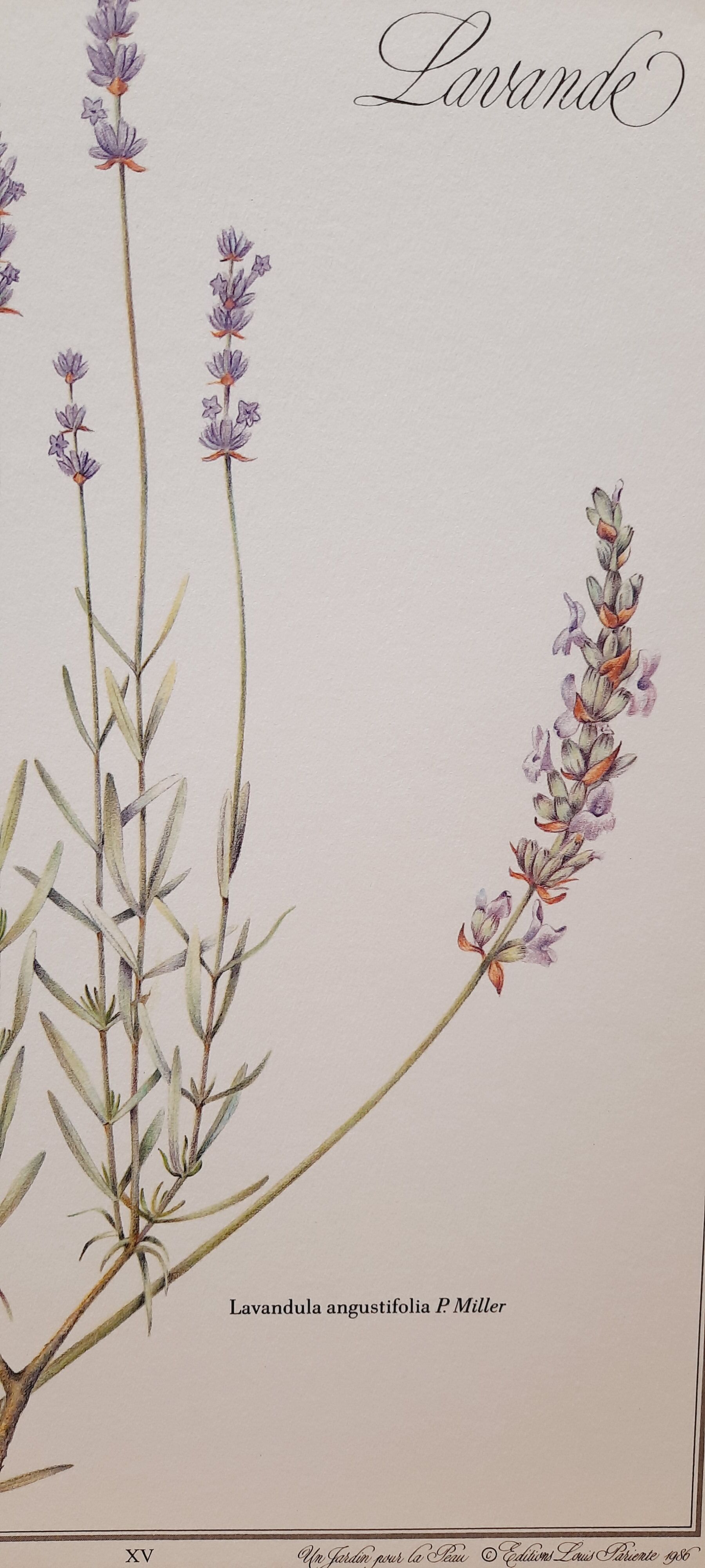 Lavender botanical board