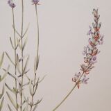 Lavender botanical board