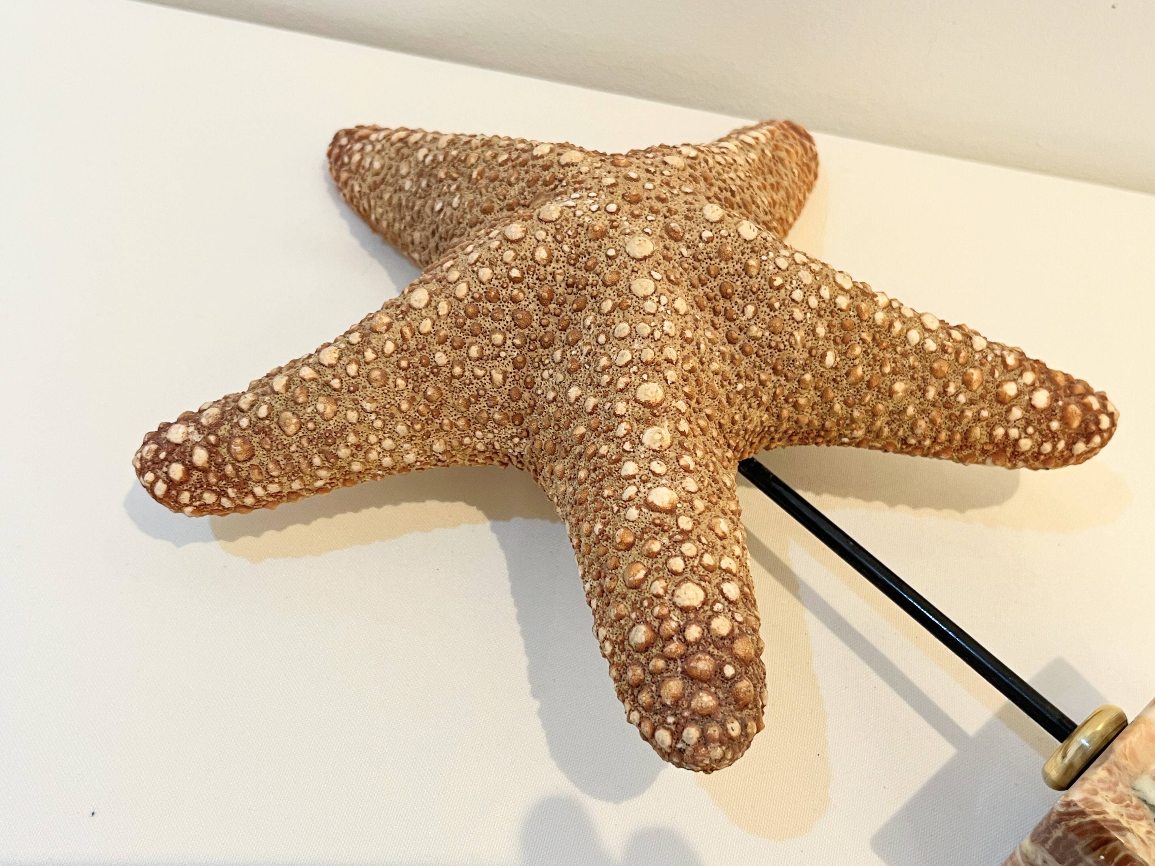 XXL Vintage Natural Starfish on Marble Base Cabinet of Curiosities
