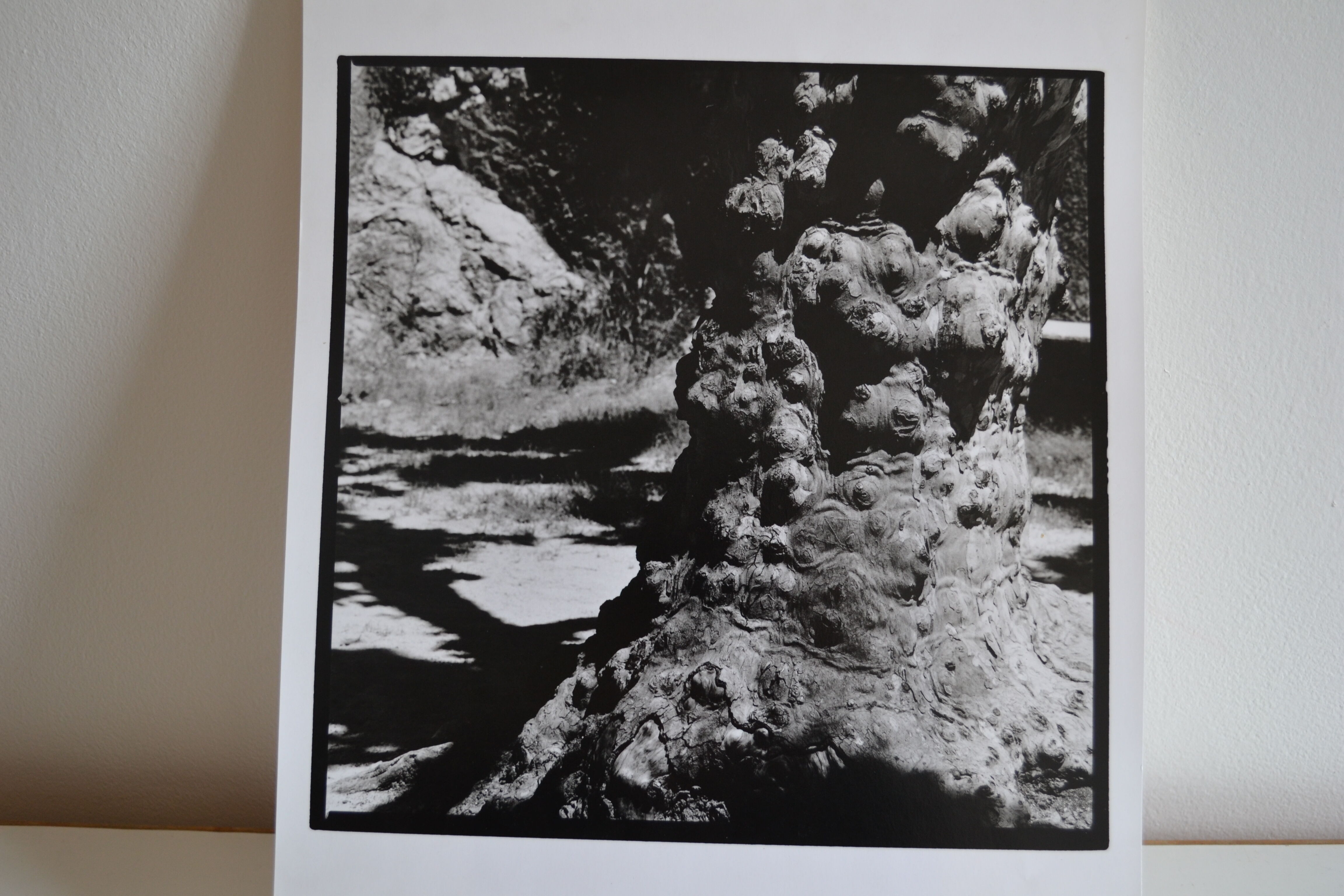 Anonymous silver photo tree circa 1970