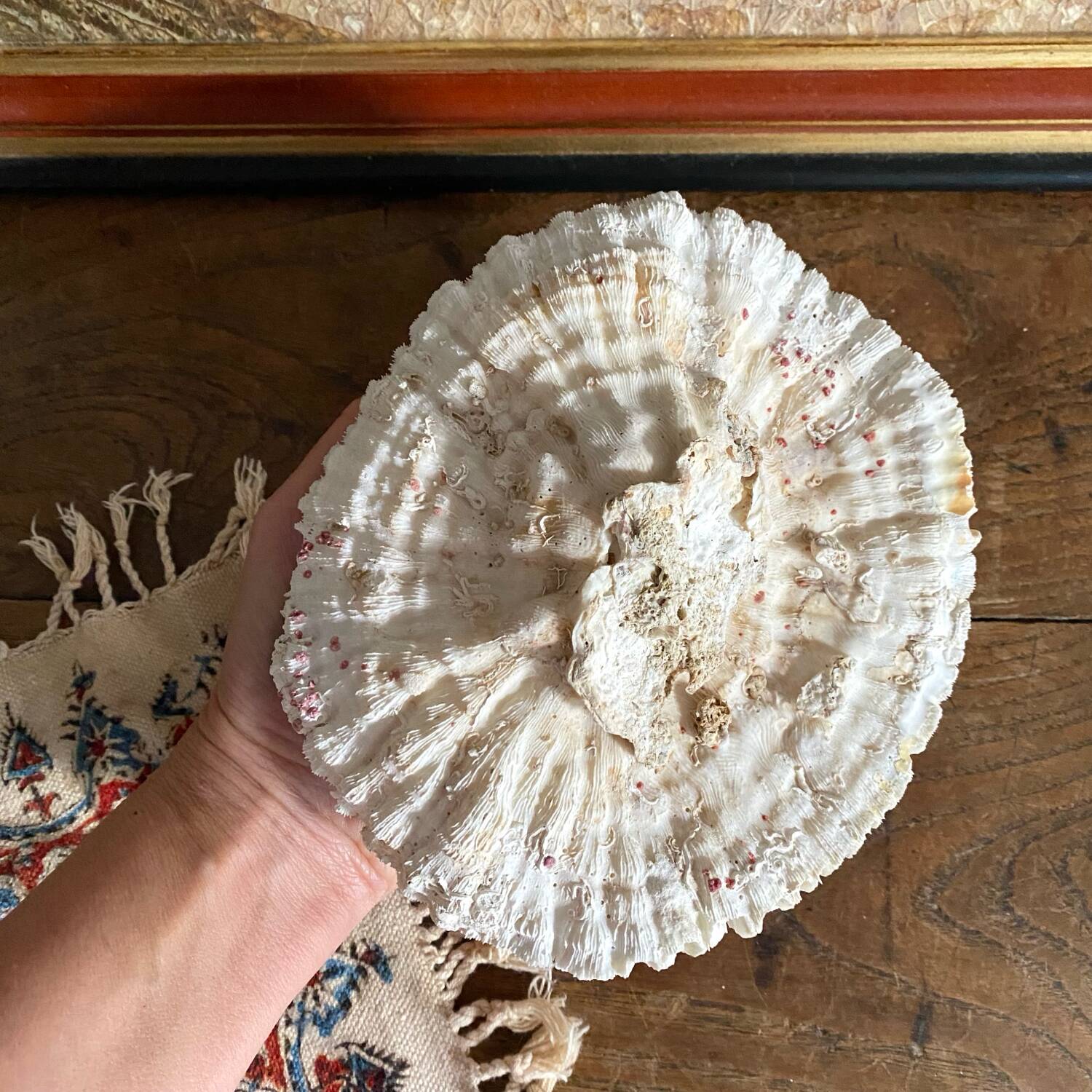 Maze coral or brain coral