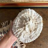 Maze coral or brain coral