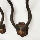 Pair of hunting trophy horn oryx antelope