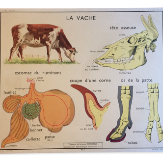 Educational poster vintage Nightingale